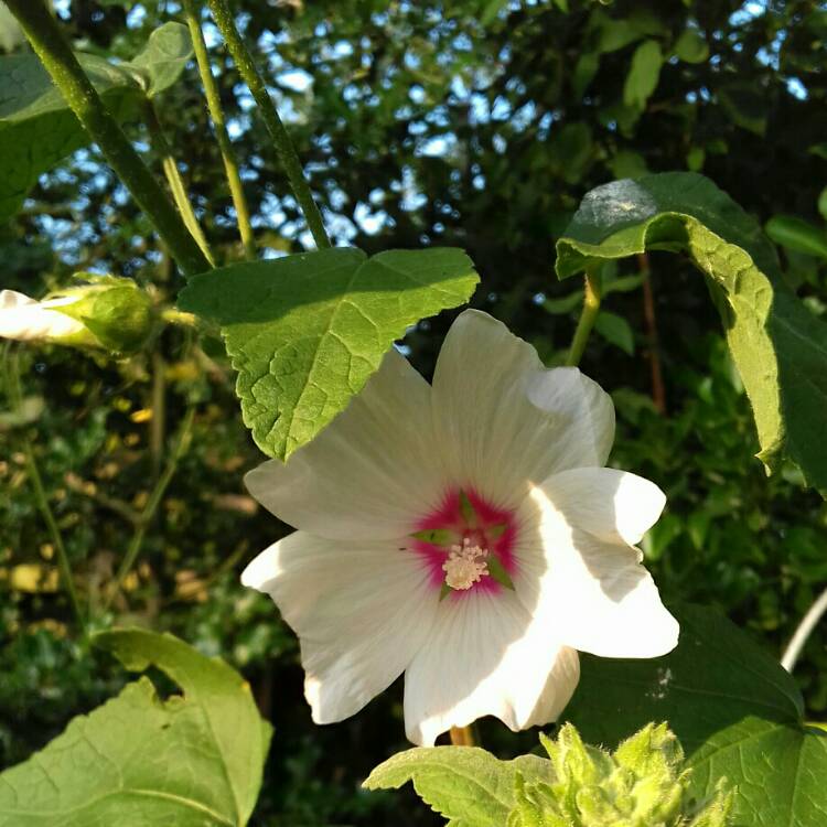 plant image 1124364