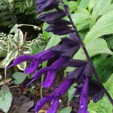 Salvia 'Amistad'