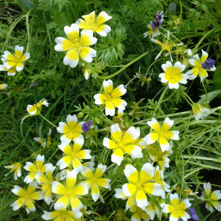 plant image 1154816