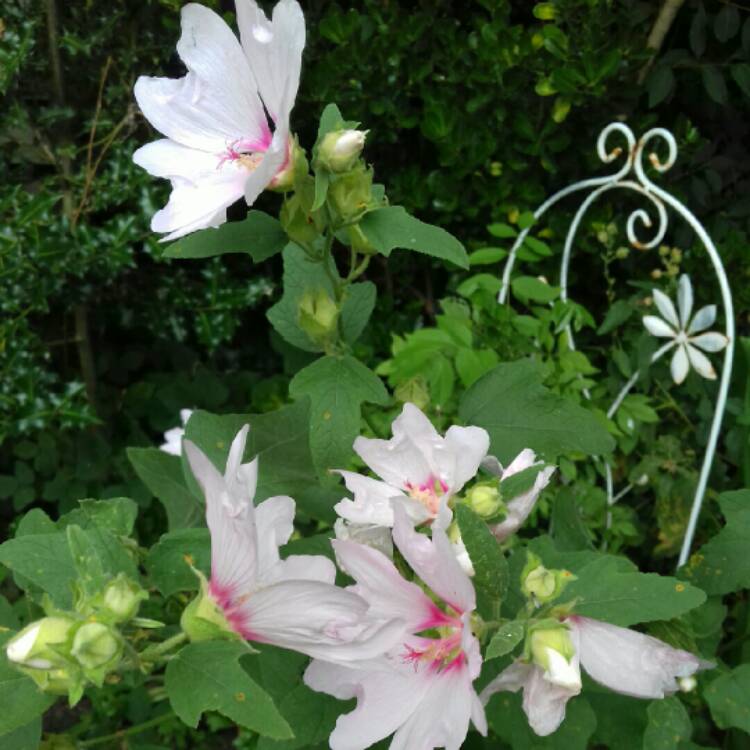 plant image 1155663