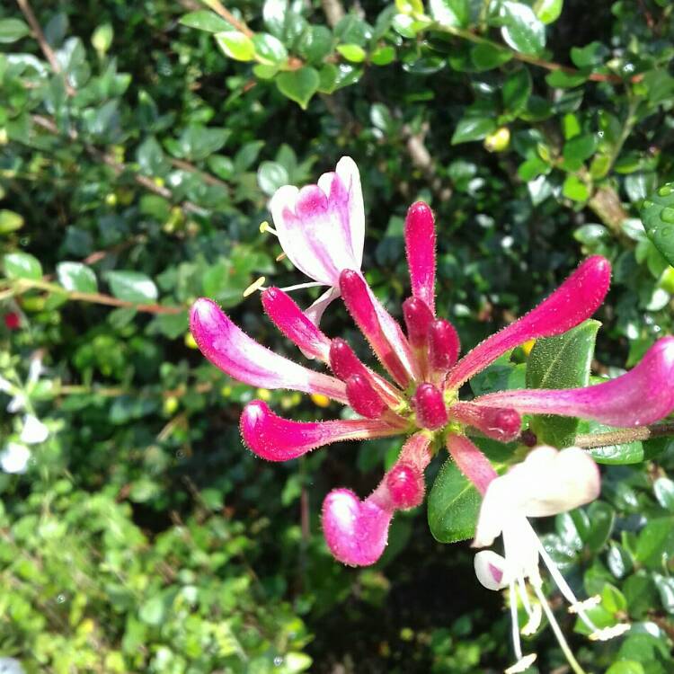 plant image 1156286 plant image 1156286
