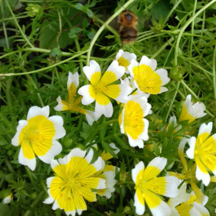 plant image 1163747