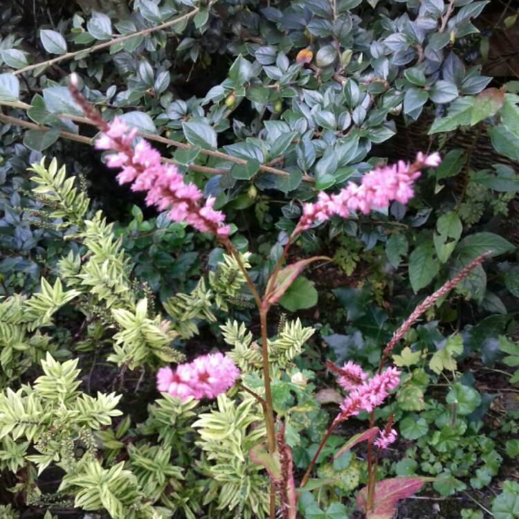 Plant image Persicaria
