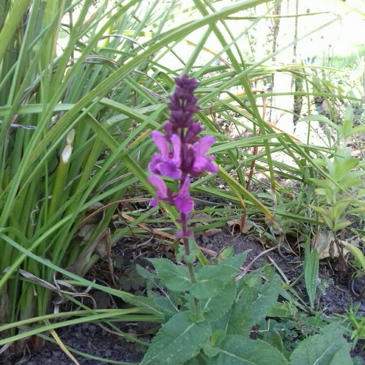 Plant image Salvia x sylvestris 'Blaukonigin' syn. Salvia 'Blue Queen'