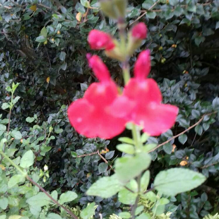plant image 1176725 plant image 1176725