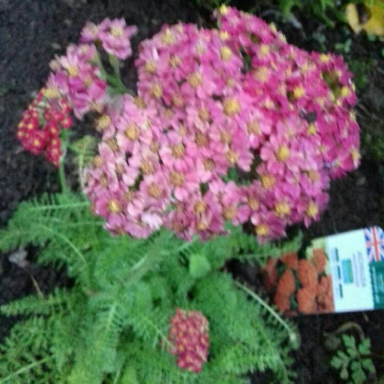 plant image 1177819