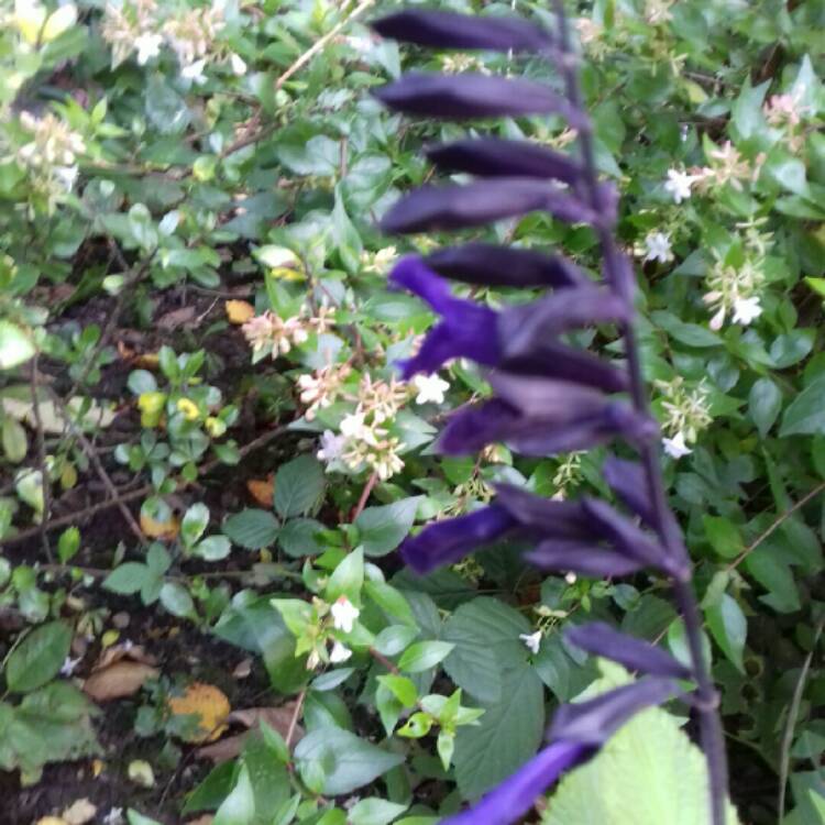 plant image 1189064 plant image 1189064