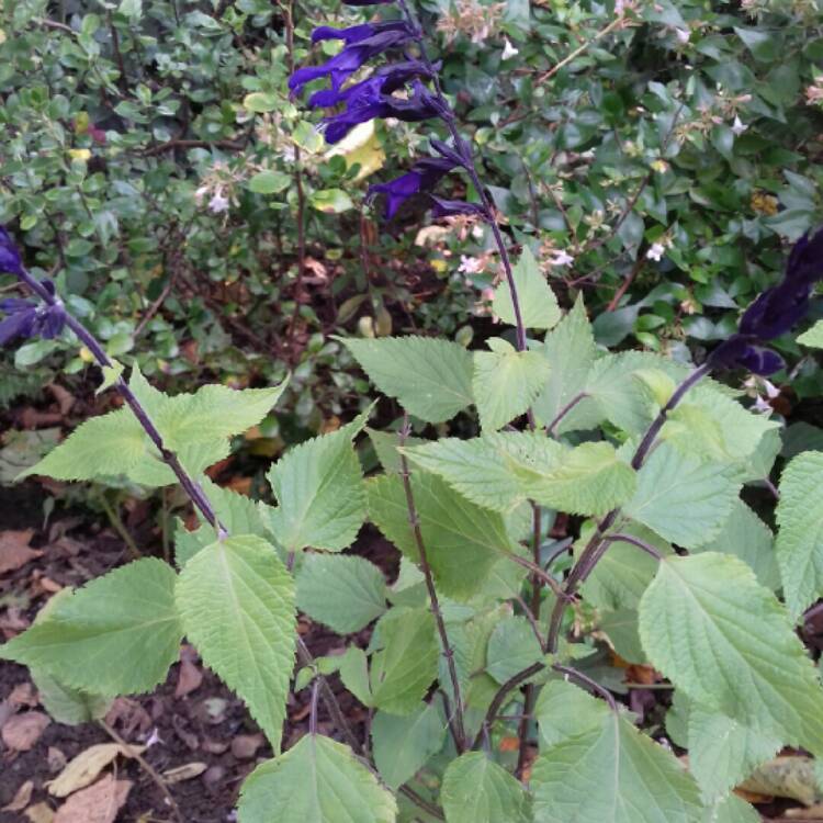 plant image 1192875 plant image 1192875