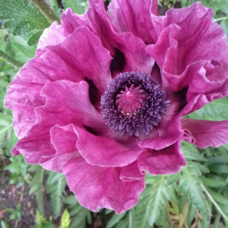 plant image 1196645