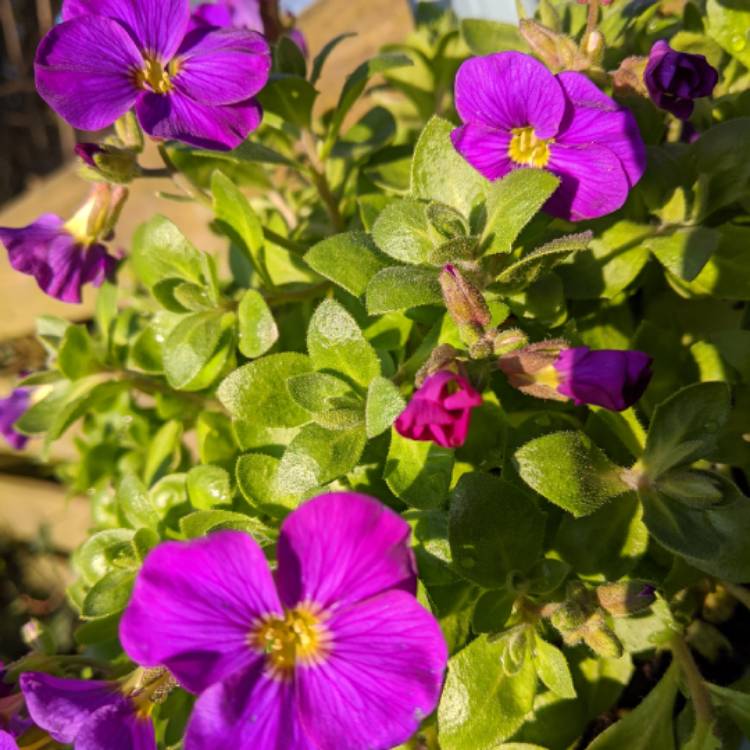 plant image 1250859