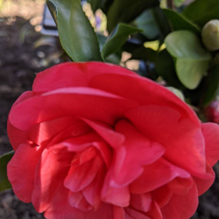 Plant image Camellia japonica 'Doctor King'