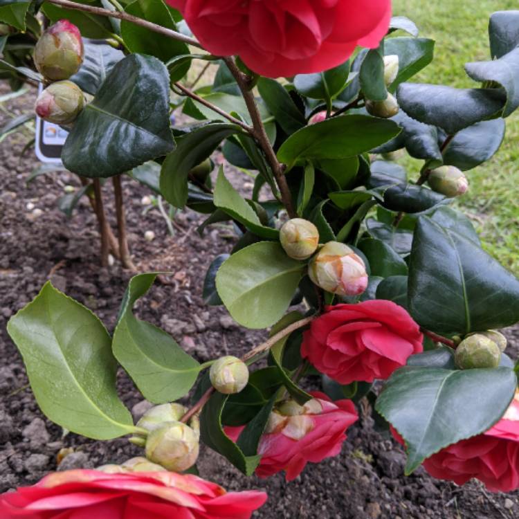 plant image 1255640