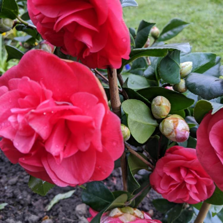 plant image 1256244