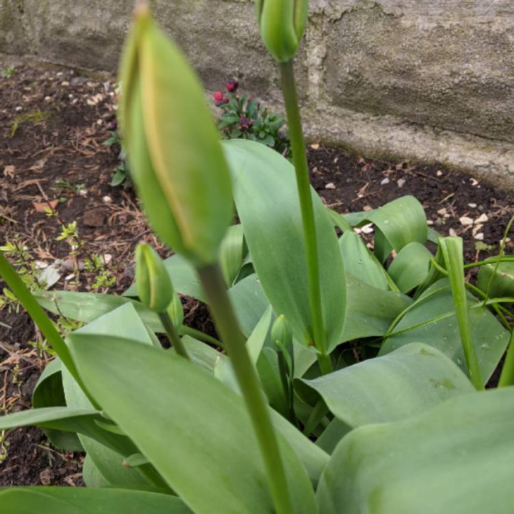 plant image 1257445 plant image 1257445