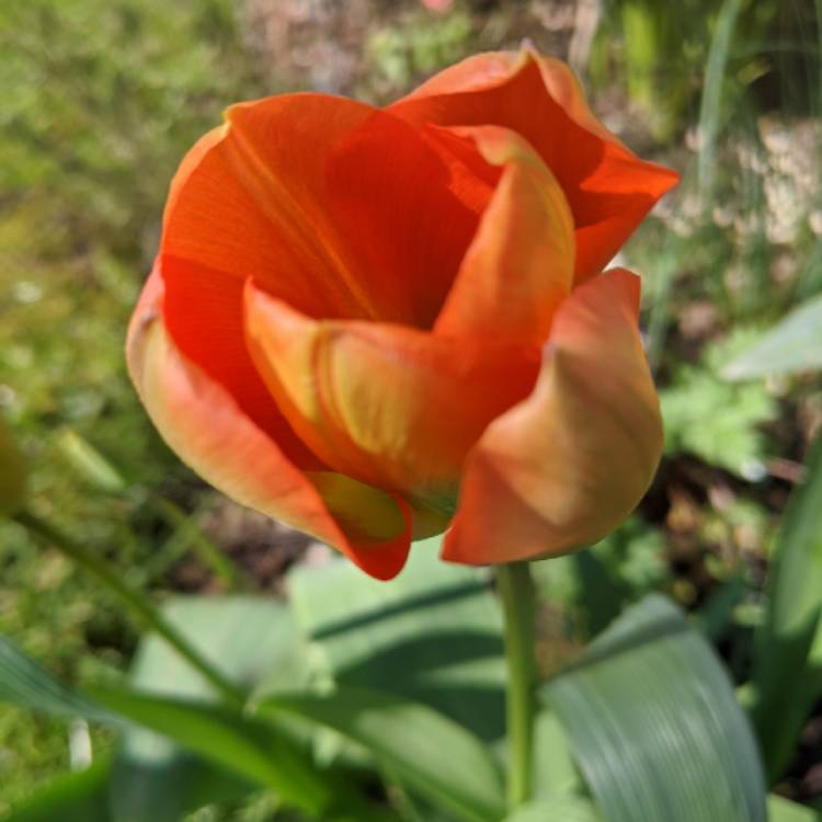 plant image 1260741 plant image 1260741
