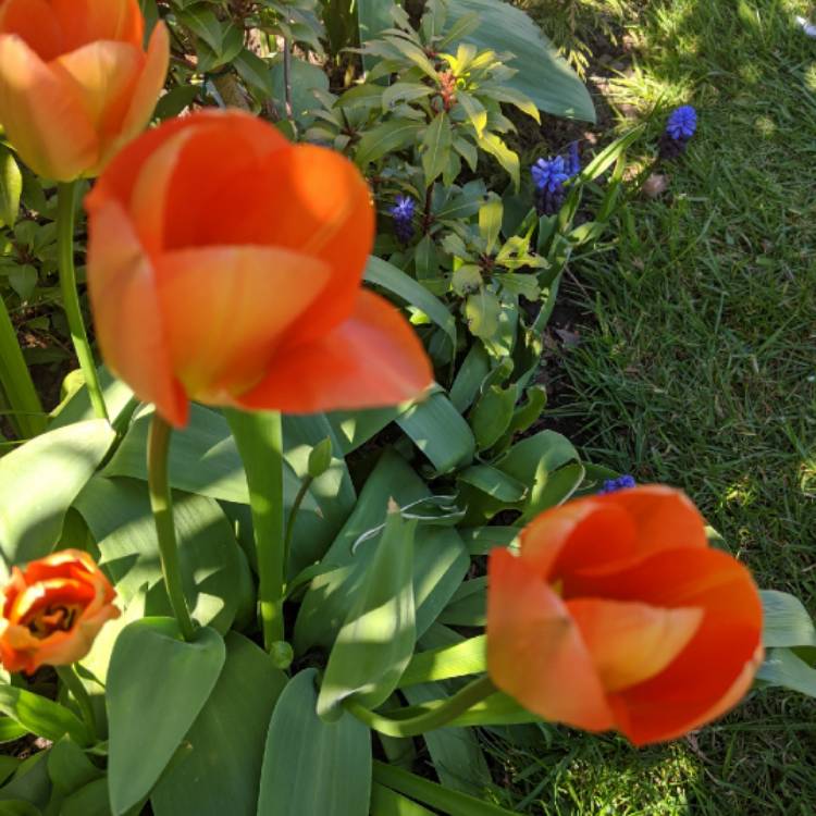 plant image 1262435 plant image 1262435