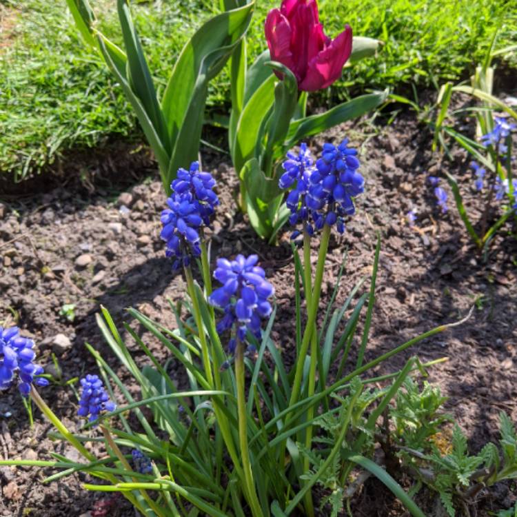 plant image 1264766 plant image 1264766