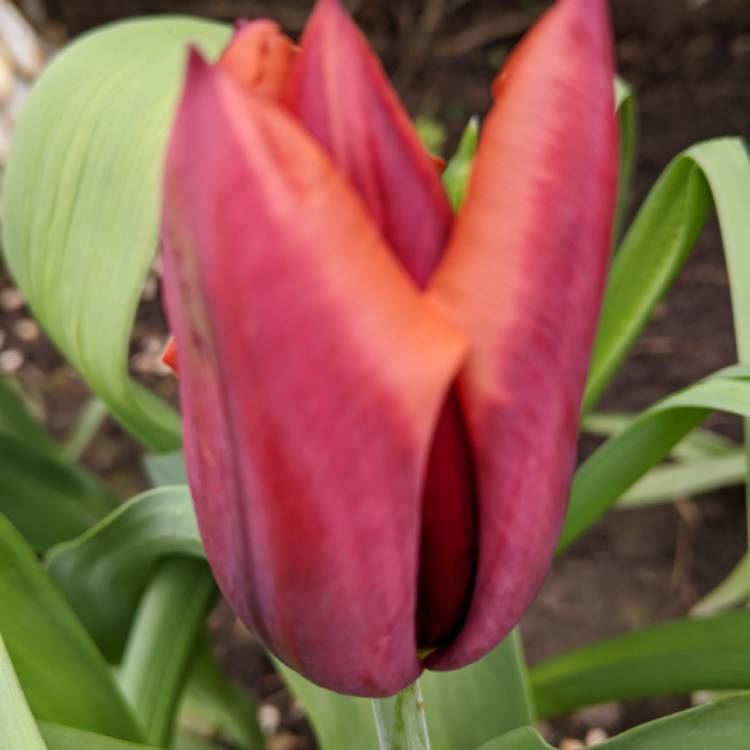 plant image 1267567 plant image 1267567