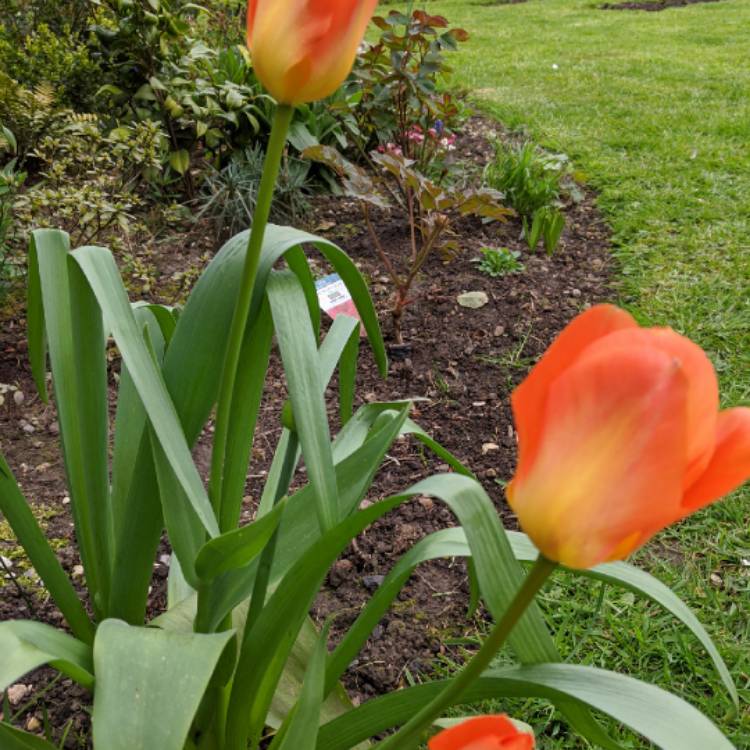 plant image 1267587 plant image 1267587
