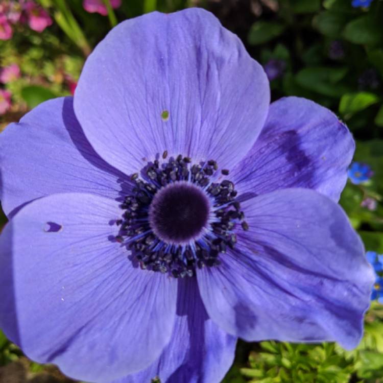 plant image 1268562