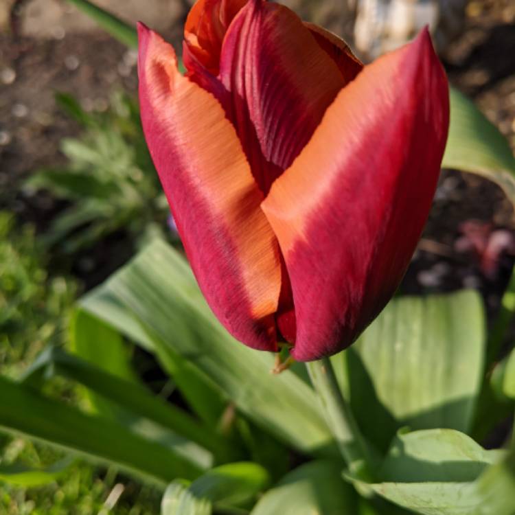 plant image 1269273 plant image 1269273