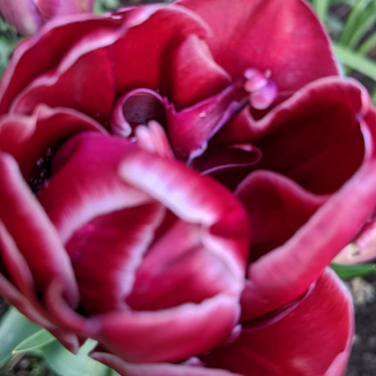 plant image 1271171 plant image 1271171