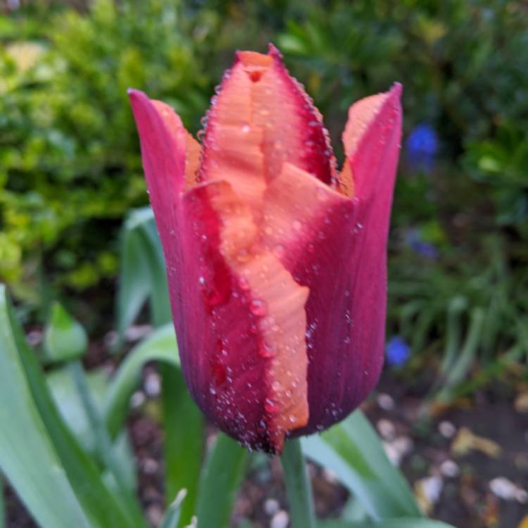 plant image 1272732 plant image 1272732