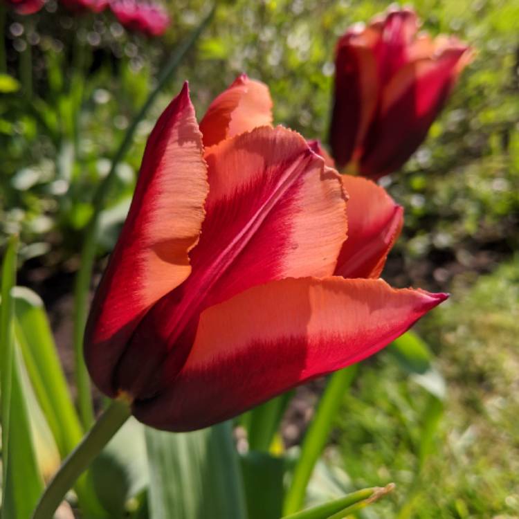 Plant image Tulipa 'Muvota'