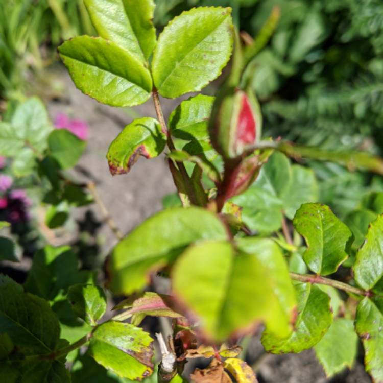plant image 1277915 plant image 1277915