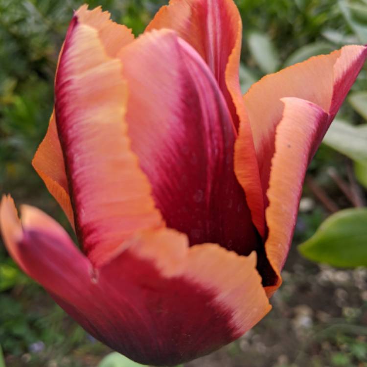 plant image 1279451 plant image 1279451