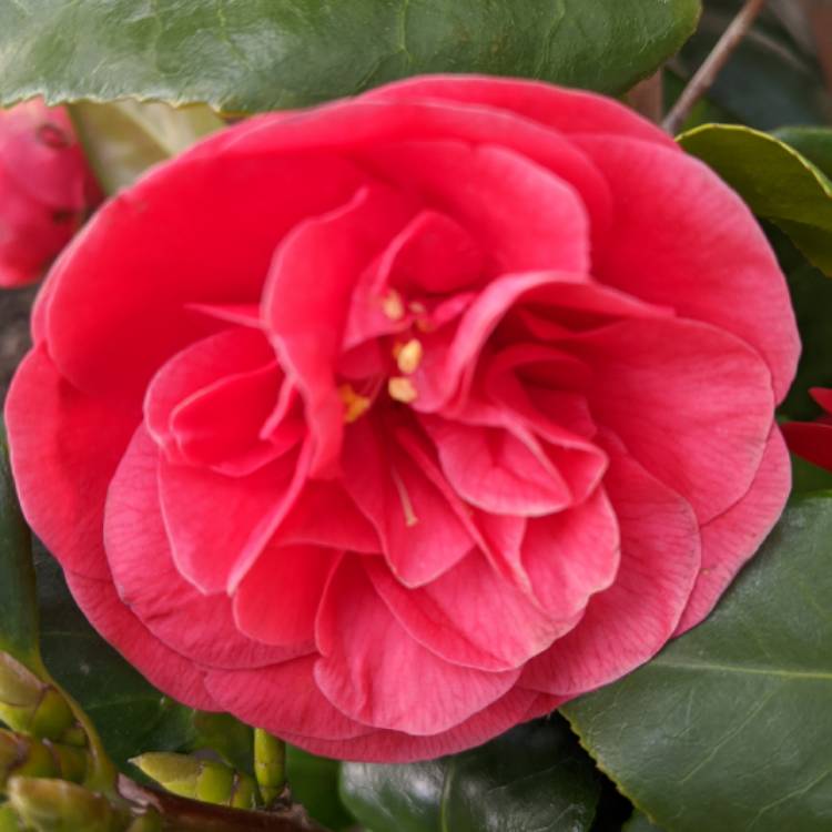 plant image 1280790