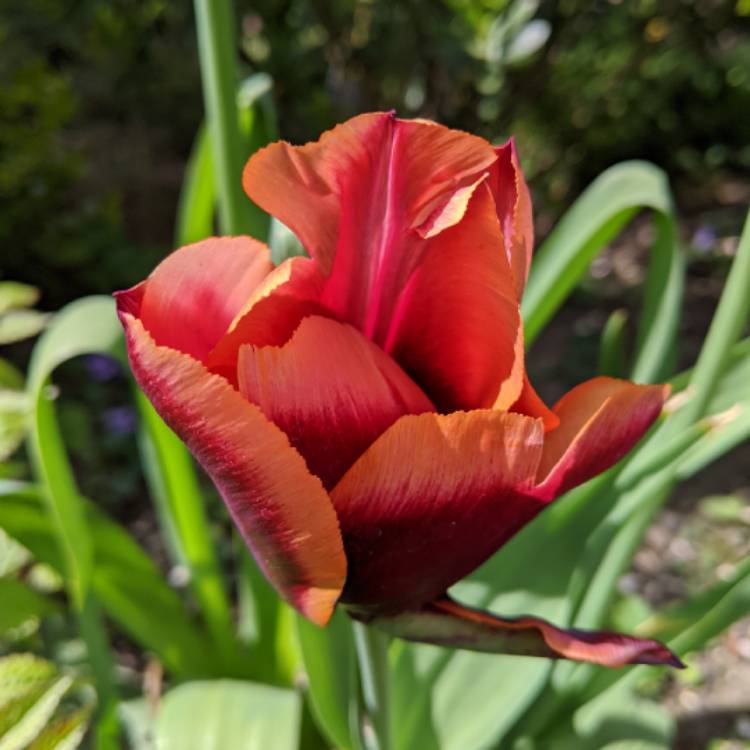 plant image 1281542 plant image 1281542