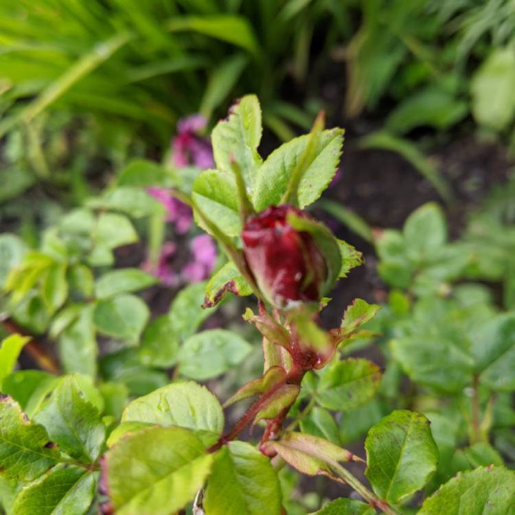 plant image 1288261 plant image 1288261