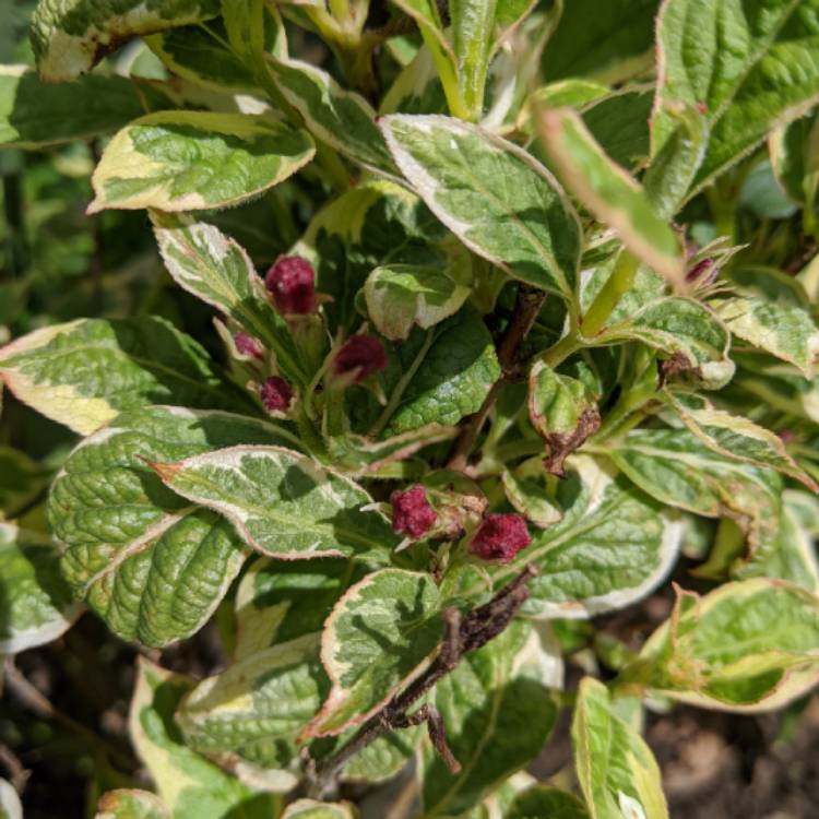 plant image 1289108 plant image 1289108