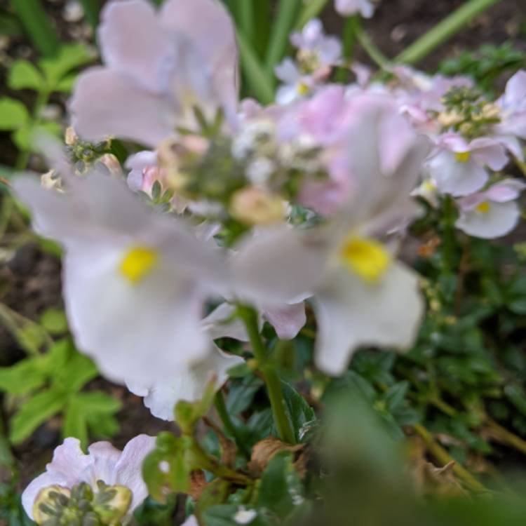 plant image 1300042