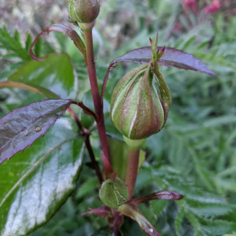 plant image 1304915 plant image 1304915
