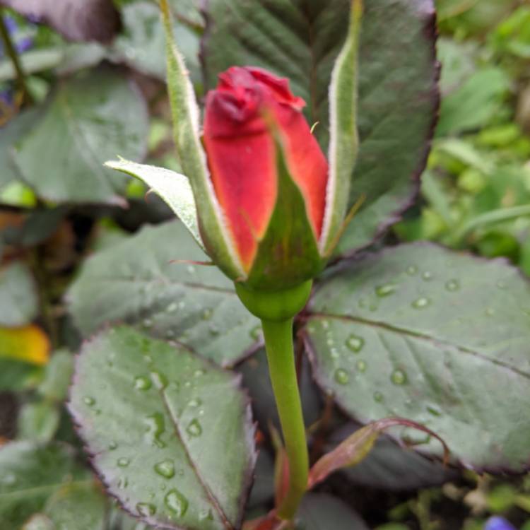 plant image 1308770