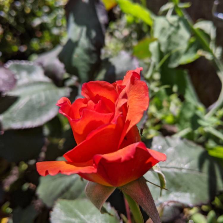 plant image 1313358