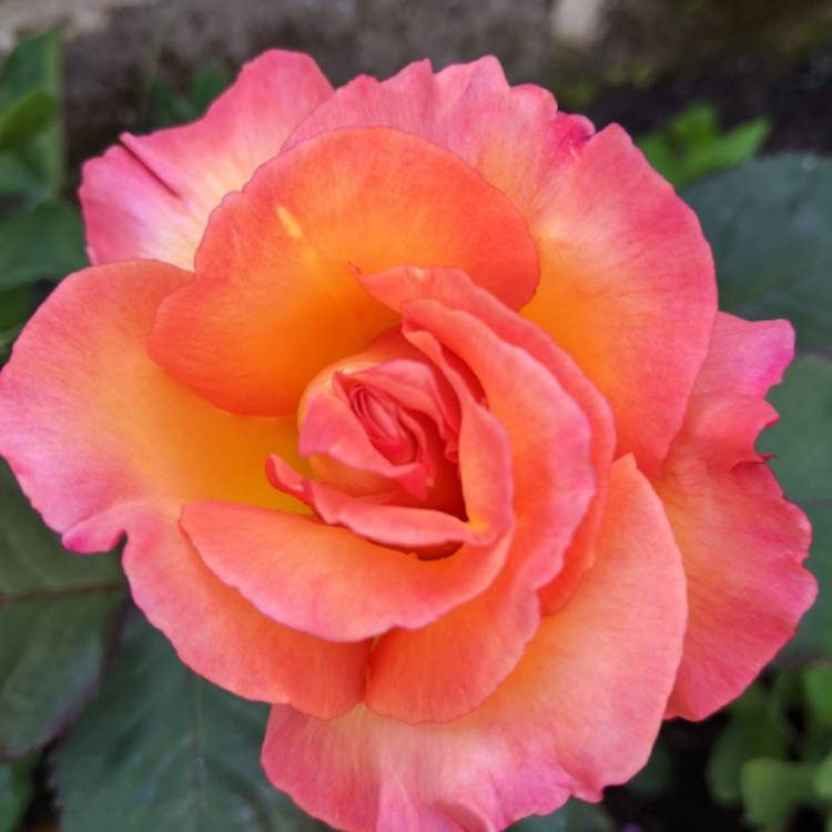 plant image 1314492