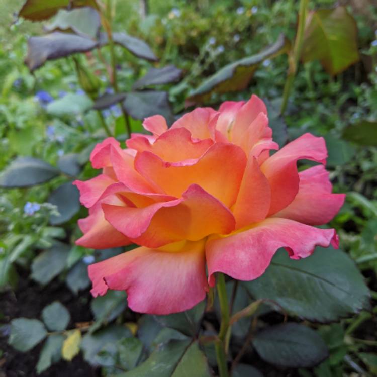 plant image 1316763