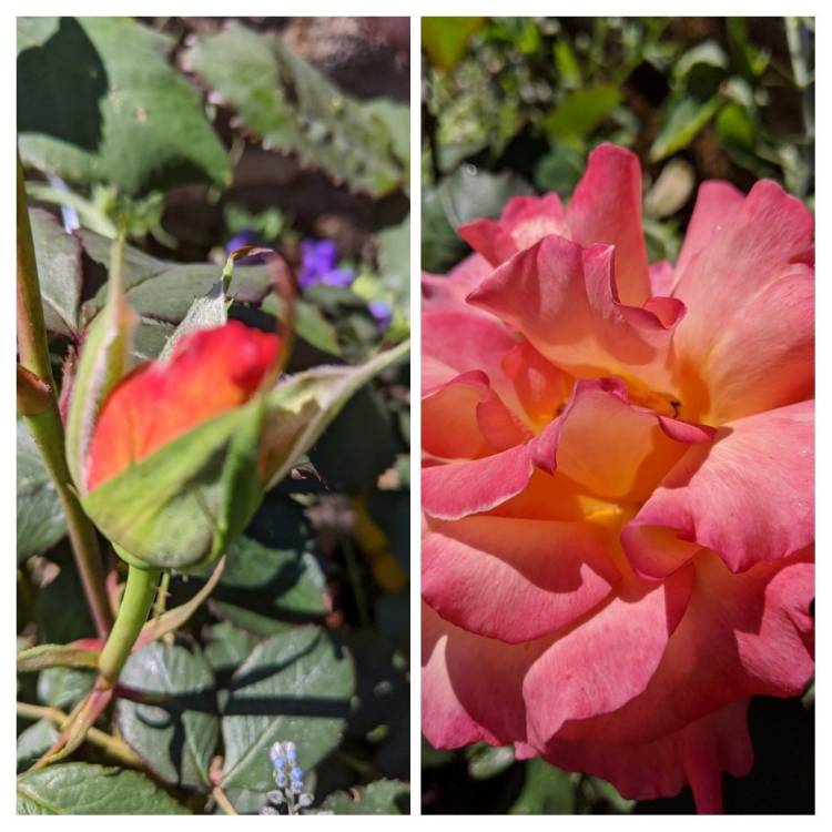 plant image 1318625