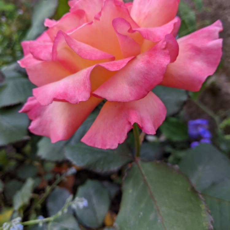 plant image 1319094