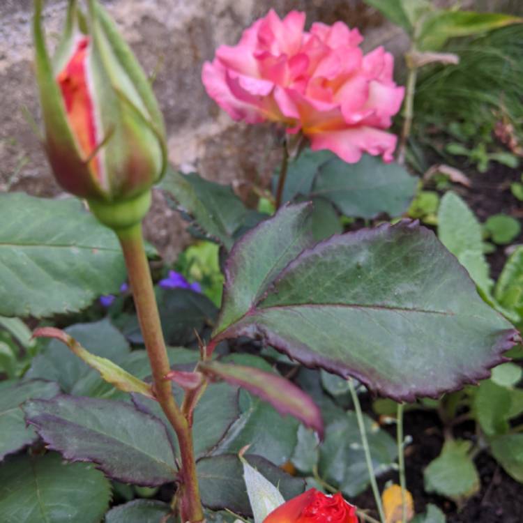 plant image 1319949