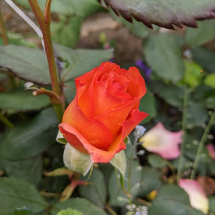 plant image 1323943