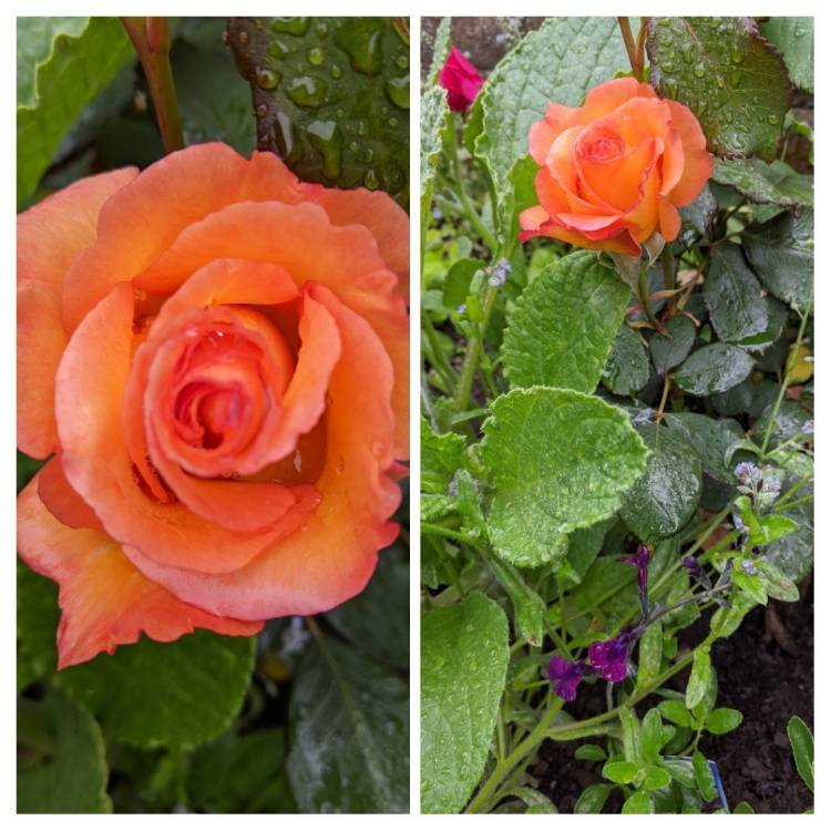 plant image 1327109