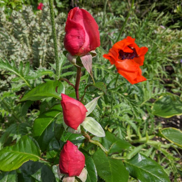 plant image 1329744 plant image 1329744