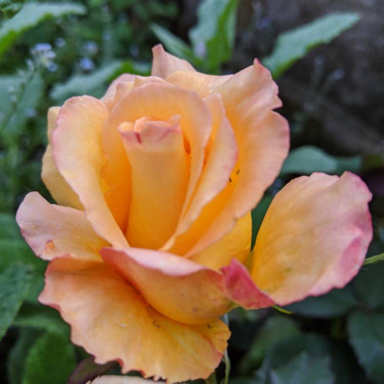 plant image 1332651