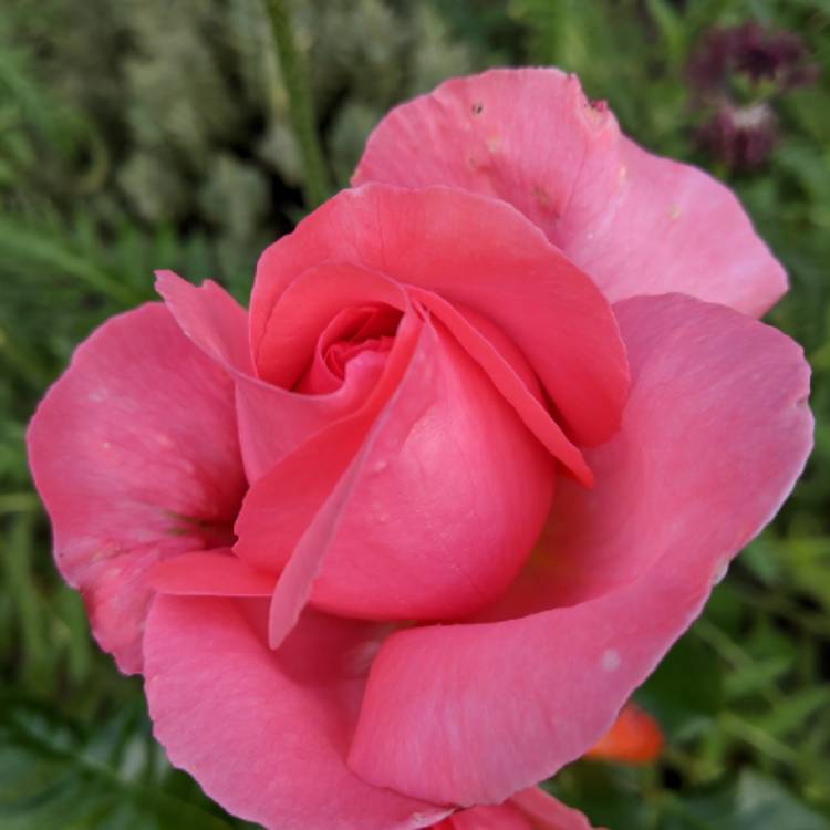 plant image 1333433 plant image 1333433