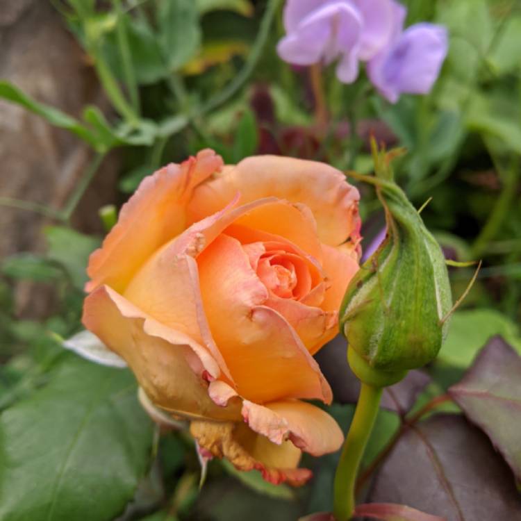 plant image 1348903