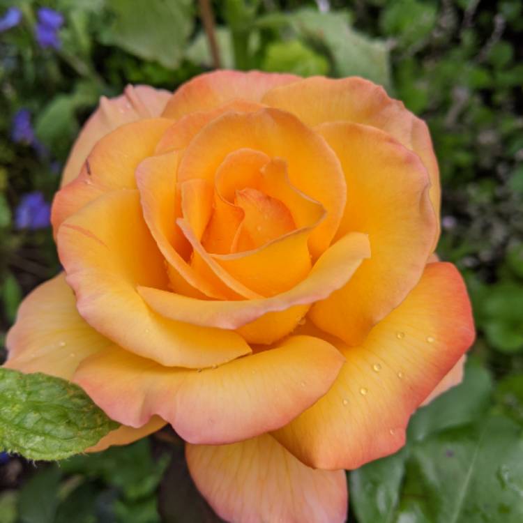 plant image 1357665